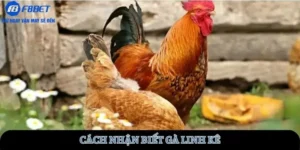 cach-nhan-biet-ga-linh-ke