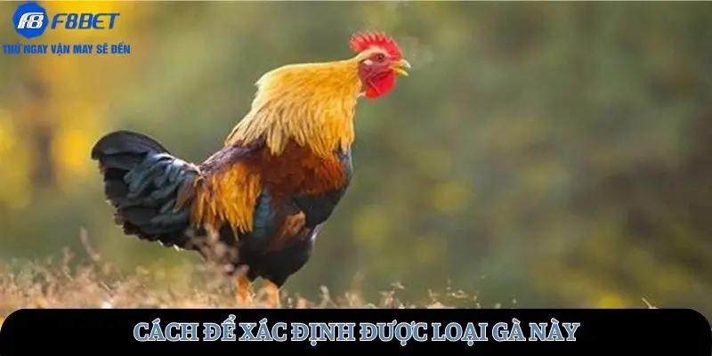 Cách để xác định được loại gà này