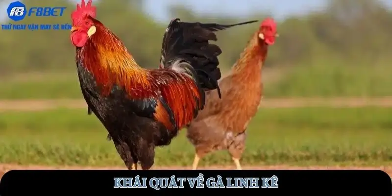 Khái quát về gà linh kê