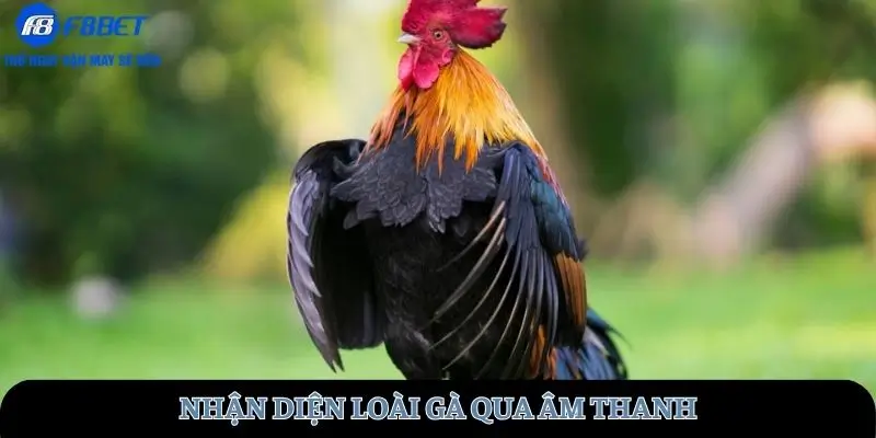 Nhận diện loài gà qua âm thanh