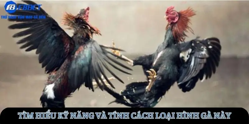 Tìm hiểu kỹ năng và tính cách loại hình gà này