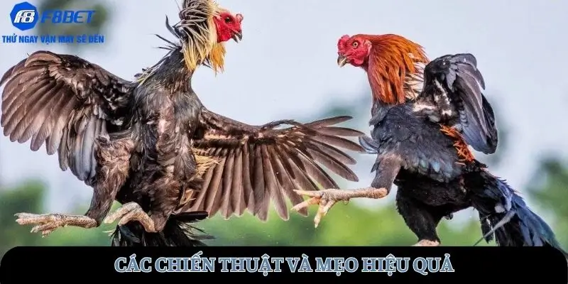 Các chiến thuật hiệu quả
