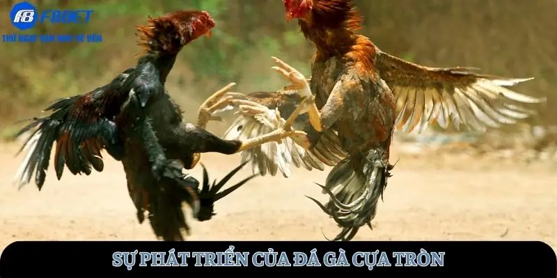 Sự phát triển đá gà cựa tròn