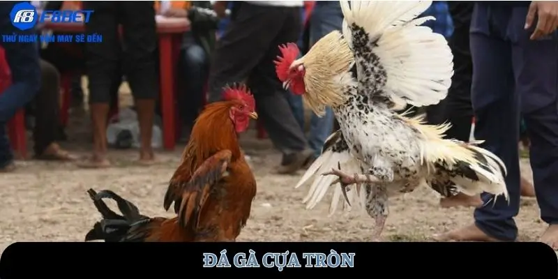 da-ga-cua-tron