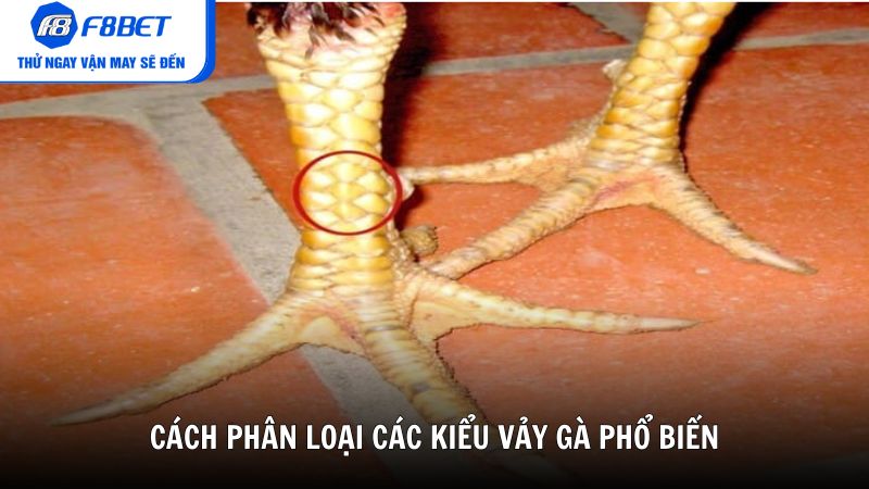 Cách phân loại các kiểu vảy gà phổ biến hiện nay