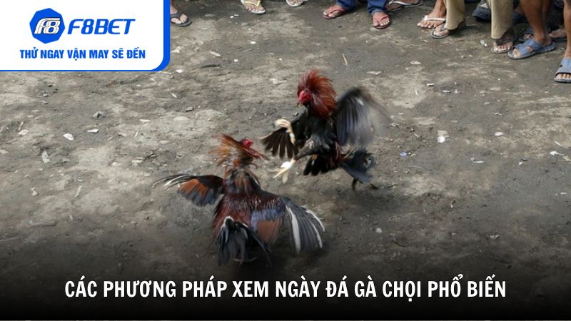 Các phương pháp xem ngày đá gà chọi phổ biến
