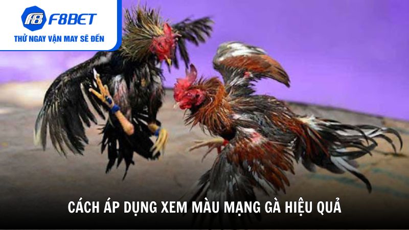 Cách áp dụng xem màu mạng gà hiệu quả từ cao thủ F8BET