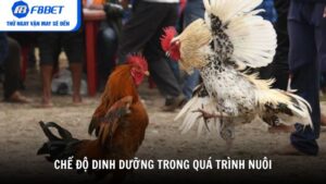 Chế độ dinh dưỡng trong quá trình nuôi