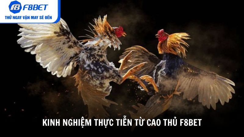 Kinh nghiệm thực tiễn từ cao thủ F8BET