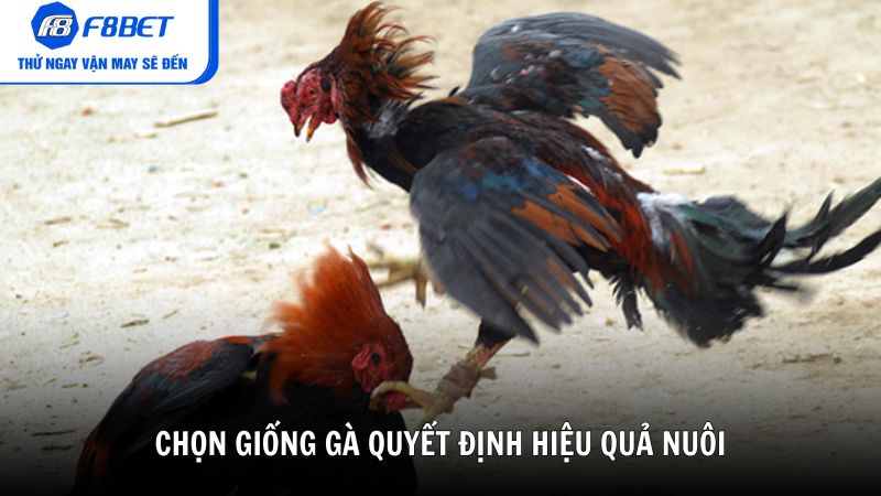 Chọn giống gà quyết định hiệu quả nuôi