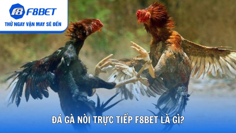 Theo dõi trận đấu gà nòi trên nhà cái F8bet