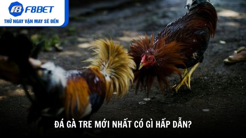 Đá gà tre mới nhất có gì hấp dẫn?