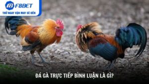 Đá gà trực tiếp bình luận là gì?