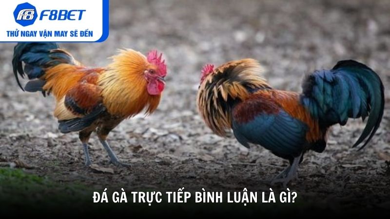 Đá gà trực tiếp bình luận là gì?