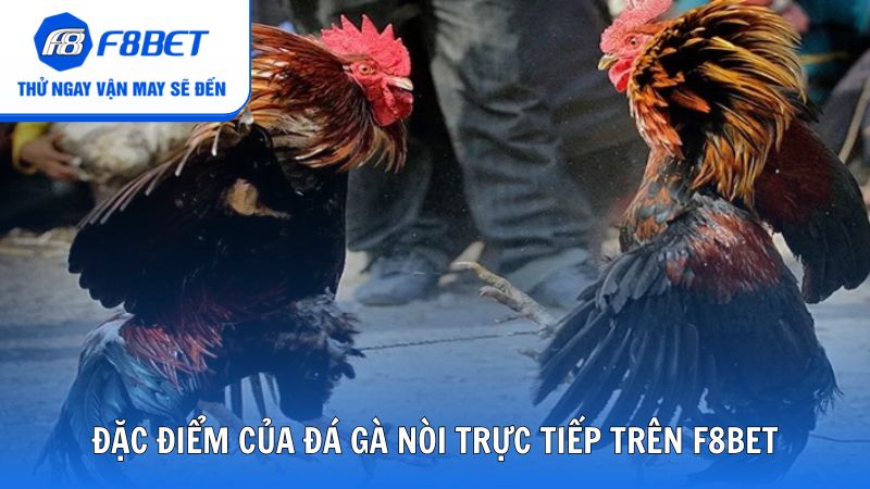 Đặc điểm của đá gà nòi trực tiếp trên F8bet