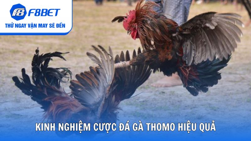 Kinh nghiệm đặt cược đá gà trực tuyến Thomo hiệu quả