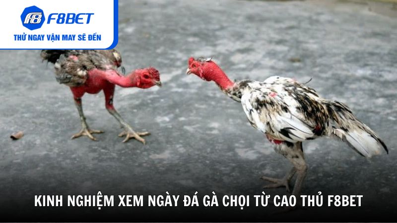 Kinh nghiệm xem ngày đá gà chọi từ cao thủ F8BET