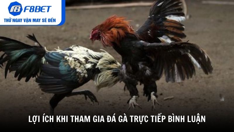 Lợi ích khi tham gia đá gà trực tiếp bình luận
