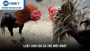 Luật chơi trong đá gà tre mới nhất
