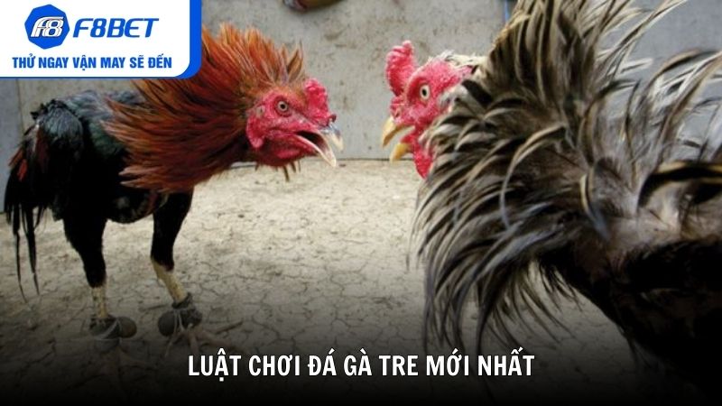 Luật chơi trong đá gà tre mới nhất