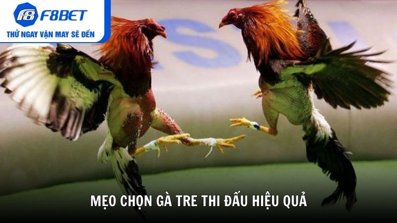 Mẹo chọn gà tre thi đấu hiệu quả