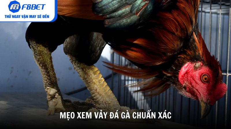 Mẹo xem vảy đá gà chuẩn xác từ cao thủ F8BET