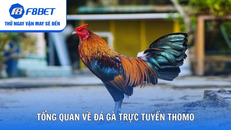 Tổng quan về đá gà trực tuyến Thomo tại F8bet