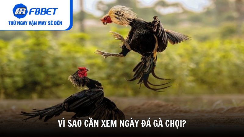 Vì sao cần xem ngày đá gà chọi?