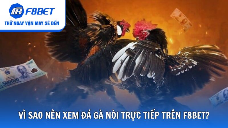 Vì sao nên xem đá gà nòi trực tiếp trên F8bet?