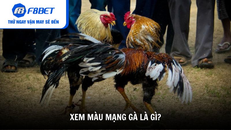 Xem màu mạng gà là gì?