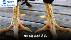 Xem vảy đá gà là gì?