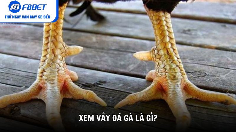 Xem vảy đá gà là gì?